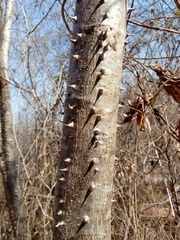 Cnidoscolus megacanthus