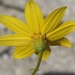 Bidens cabopulmensis - Photo (c) James Bailey, some rights reserved (CC BY-NC), uploaded by James Bailey