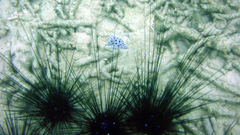 Chromileptes altivelis