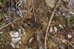 Neocicindela tuberculata