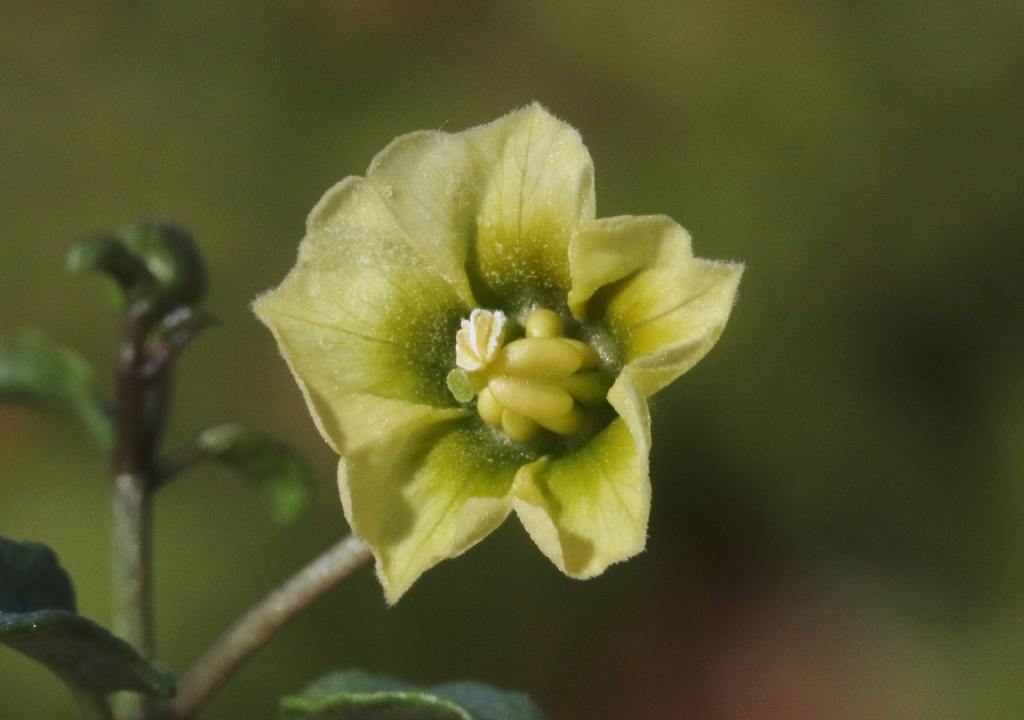 Physalis glabra
