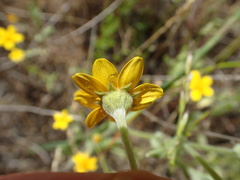Monolopia gracilens