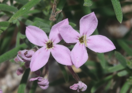 Peninsular Star-Violet (Stenotis peninsularis)
