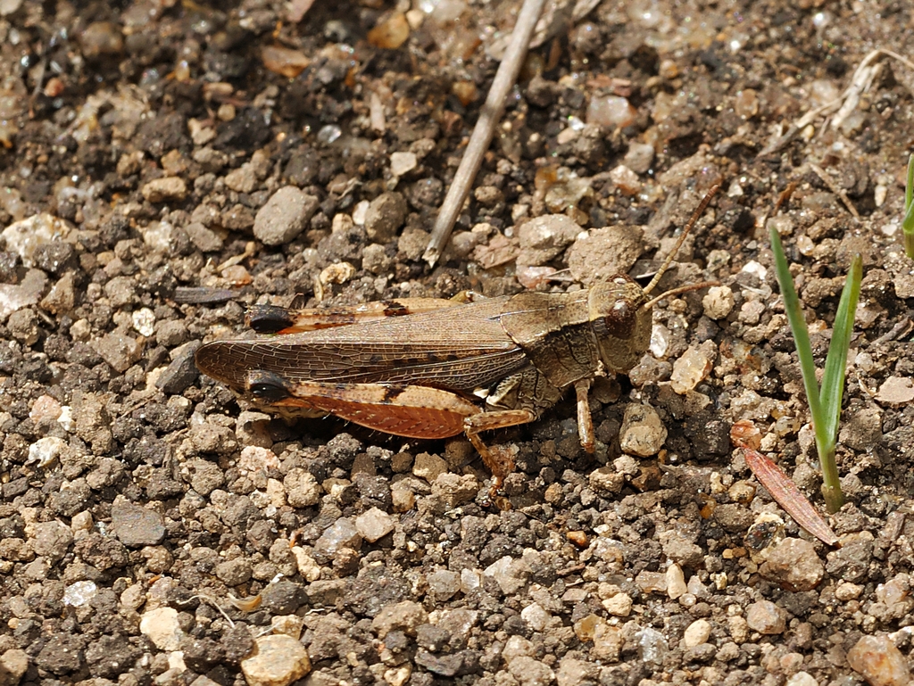 Wingless Grasshopper From Marysville Vic 3779 Australia On January 23 2024 At 12 04 Pm By Paul