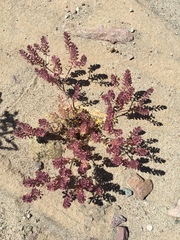 Lepidium lasiocarpum