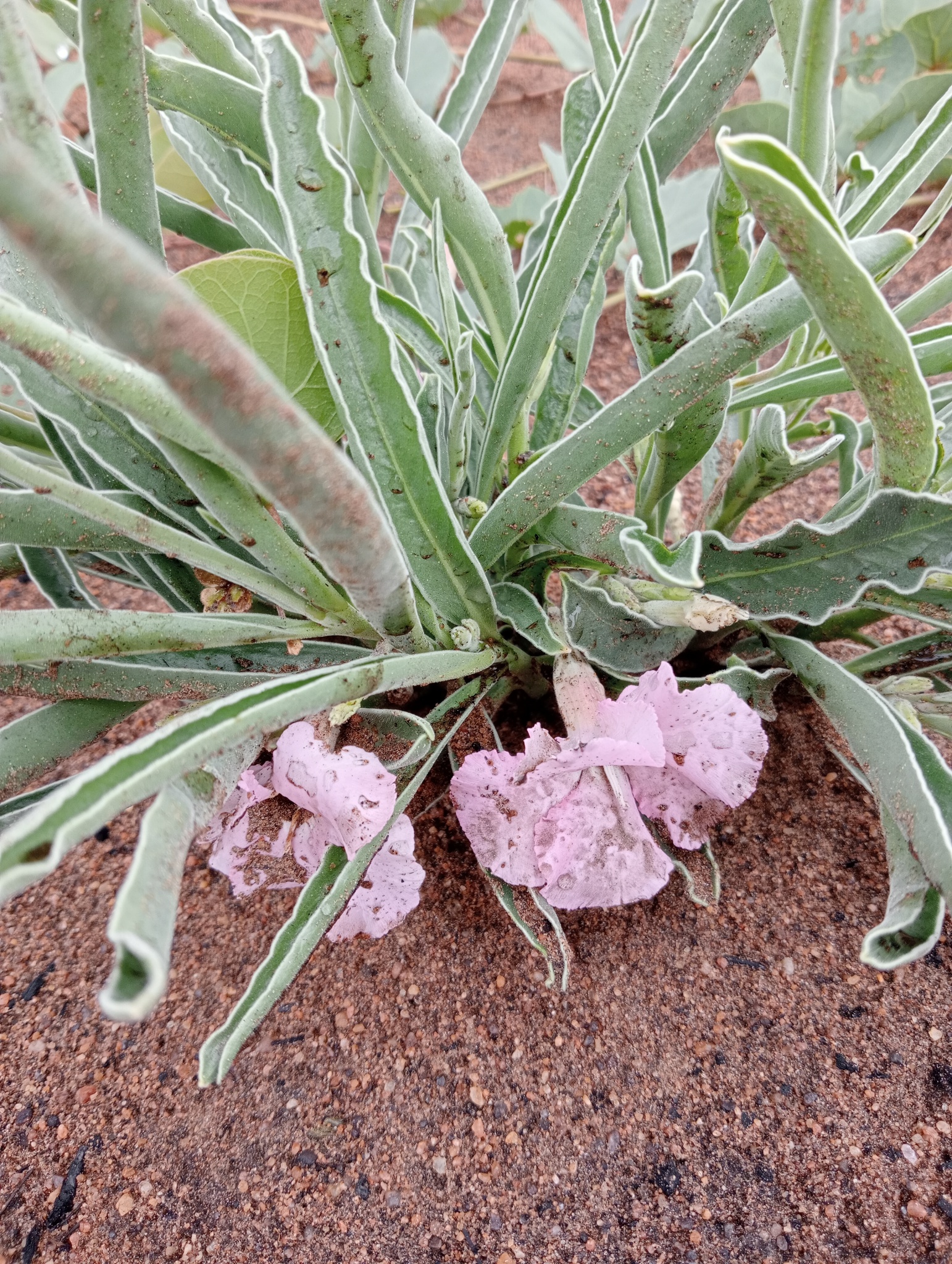 Imagem de Rosa do deserto