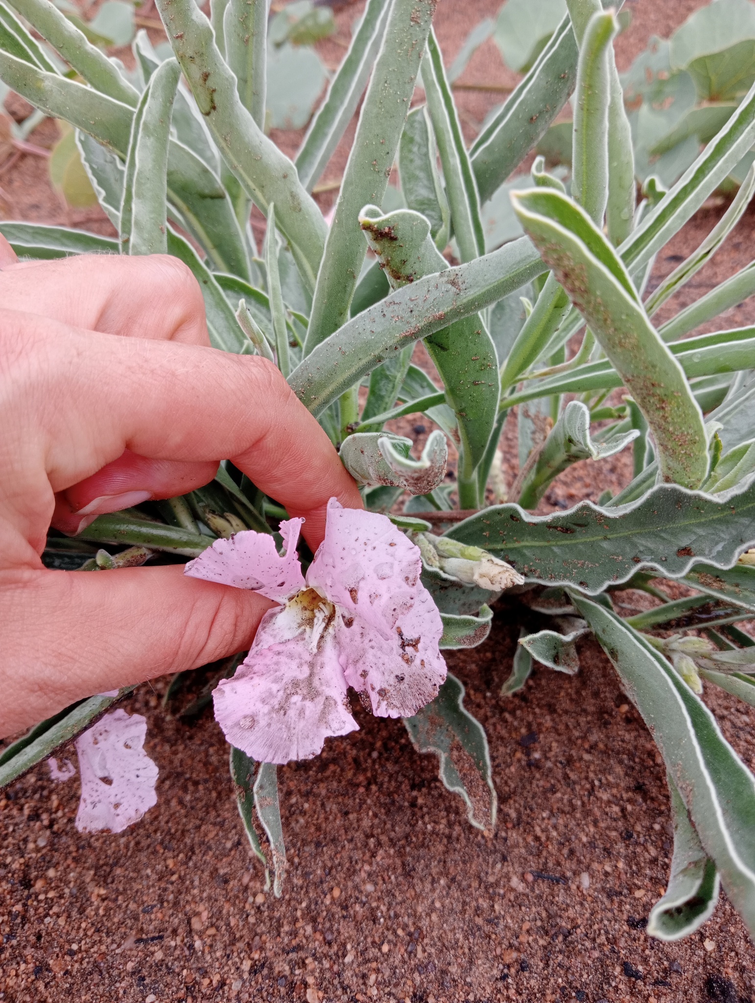 Imagem de Rosa do deserto
