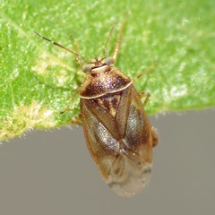 Tropidosteptes