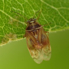 Tropidosteptes