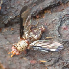 Diacrita costalis