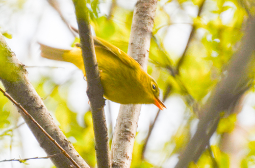 Bianchi's Warbler (Phylloscopus valentini), photo 3