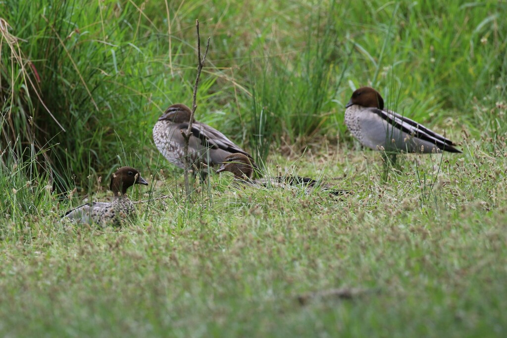 Australian Wood Duck From Lake Tuggeranong Tuggeranong ACT Australia   Large 