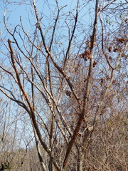 Cnidoscolus megacanthus