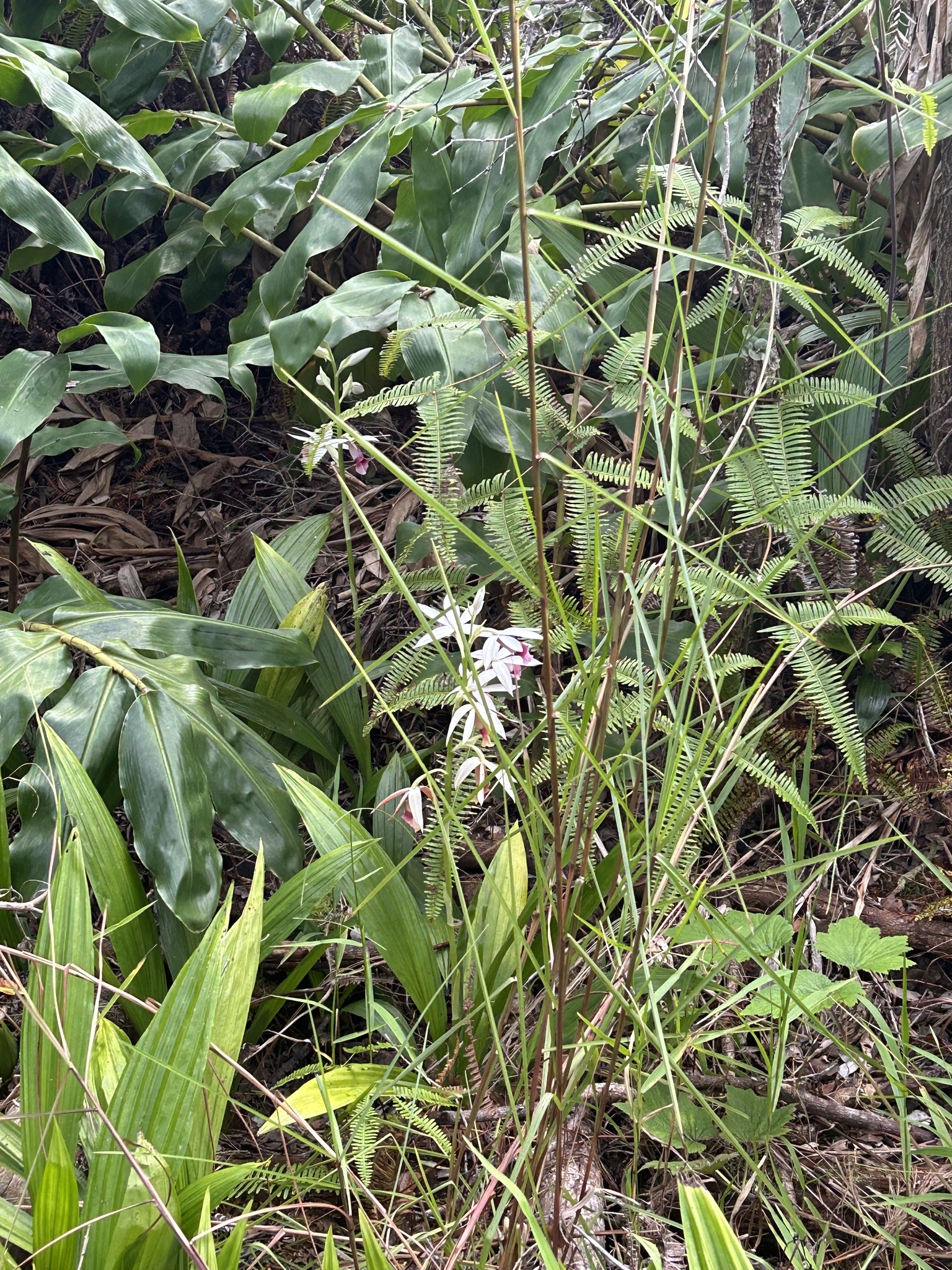 Imagem de Orquídea-tanque