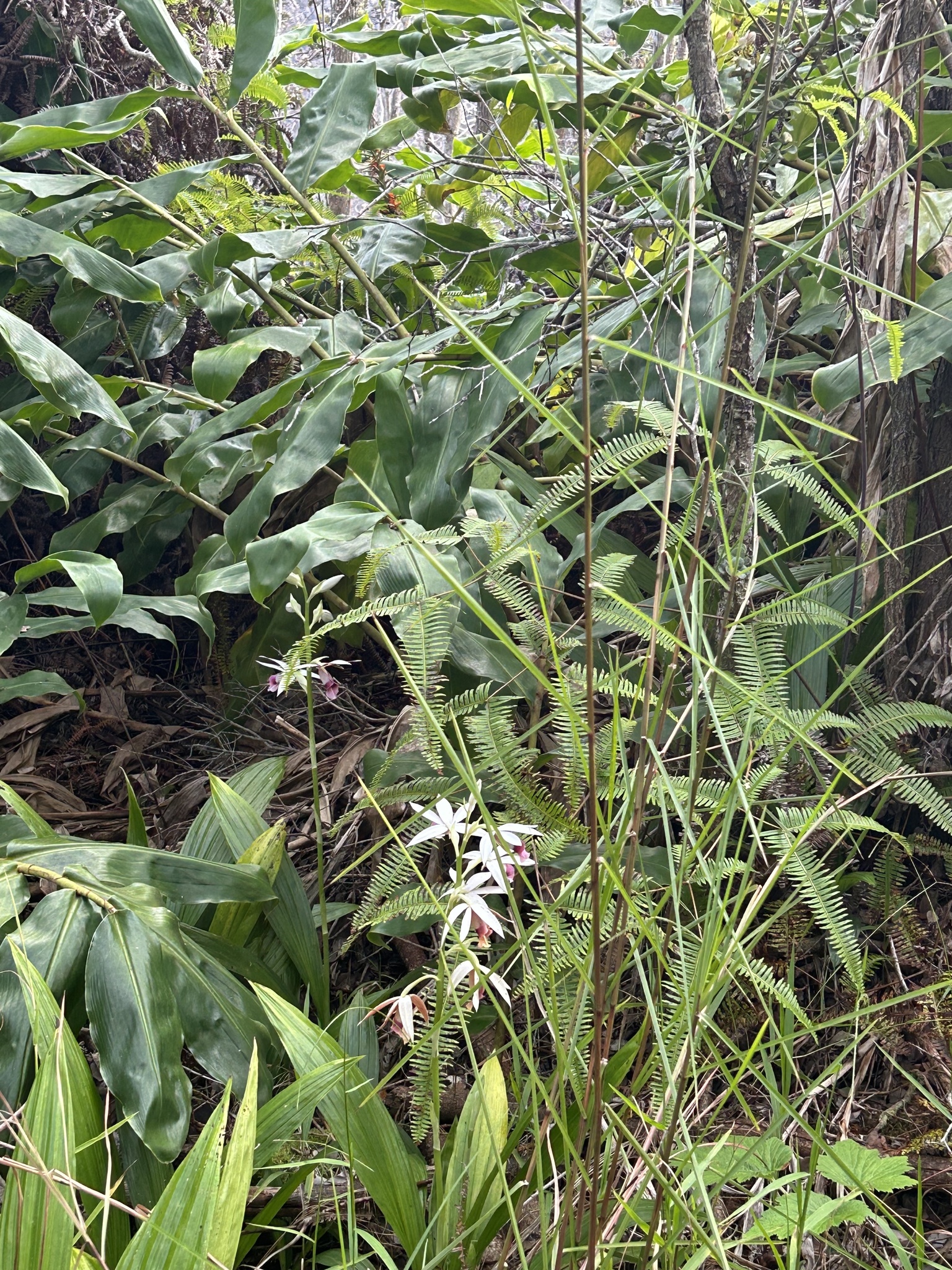 Imagem de Orquídea-tanque