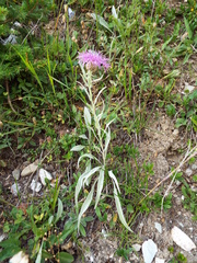 Centaurea uniflora
