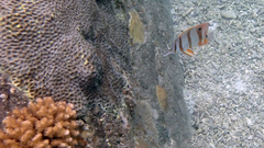 Chelmon rostratus