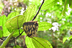 Apoica pallens image