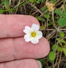 Mononeuria nuttallii