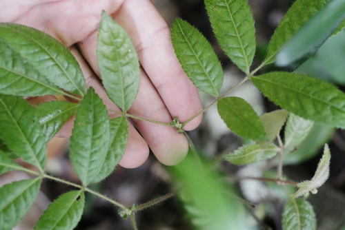 Image of Ackama paniculosa by (c) Lucas Christofides, some rights reserved (CC BY)