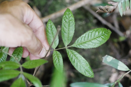 Image of Ackama paniculosa by (c) Lucas Christofides, some rights reserved (CC BY)