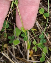 Mononeuria nuttallii