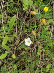 Mononeuria nuttallii