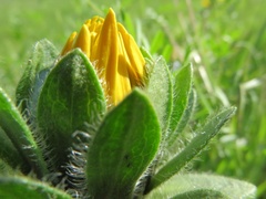 Wyethia angustifolia