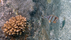 Chelmon rostratus