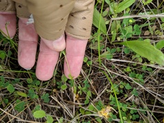 Mononeuria nuttallii