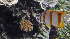 Chelmon rostratus