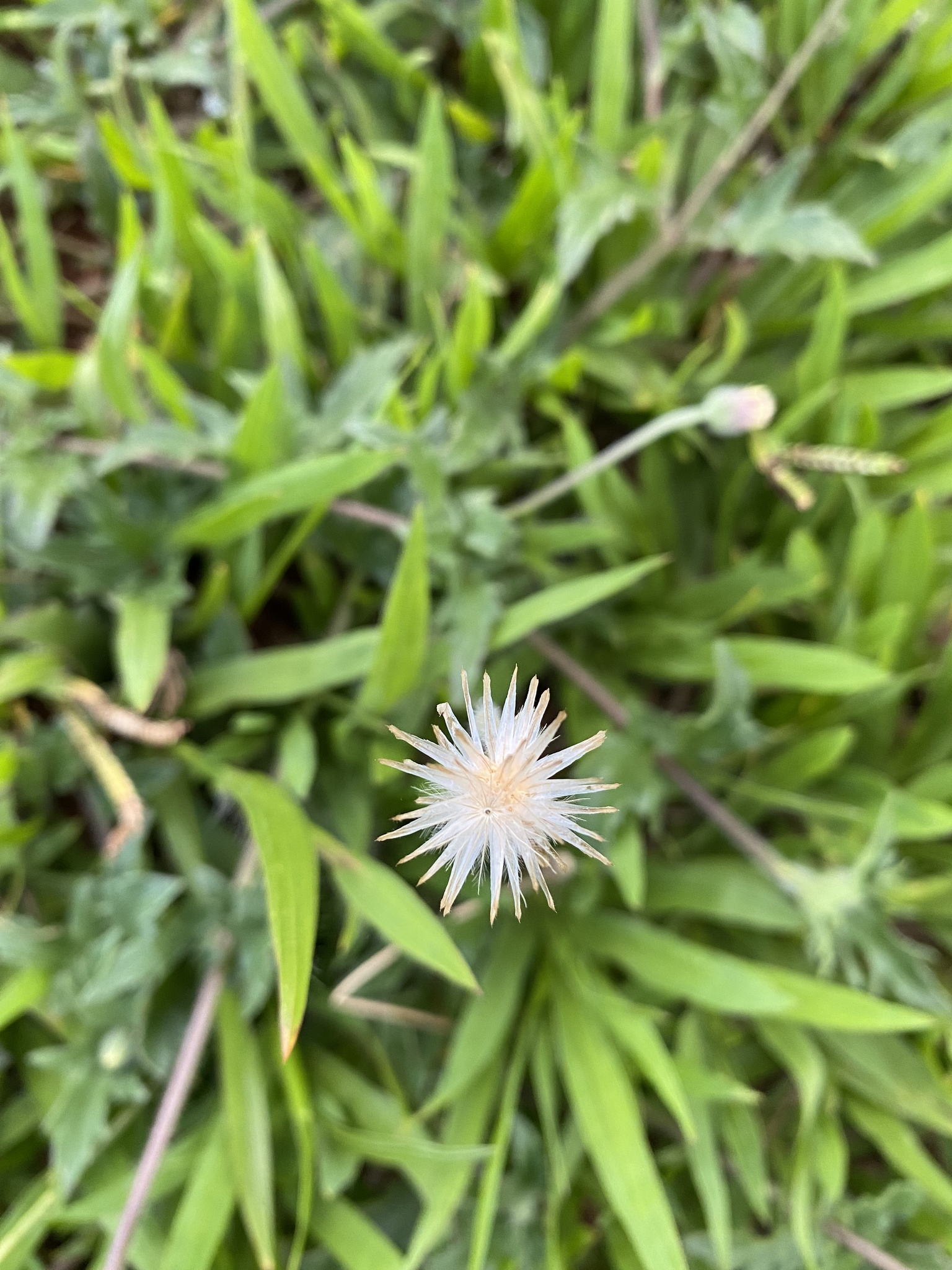 Tridax procumbens