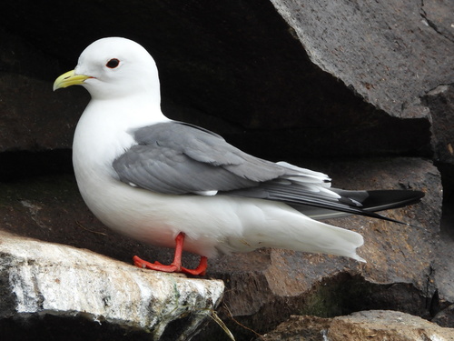 Red-legged Kittiwake｜红腿三趾鸥 参考照片
