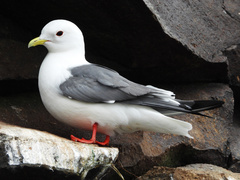 Red-Legged Kittiwake photo 3