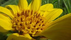Wyethia angustifolia