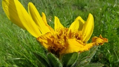 Wyethia angustifolia