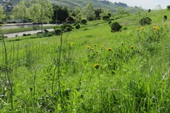 Wyethia angustifolia