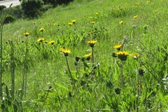 Wyethia angustifolia