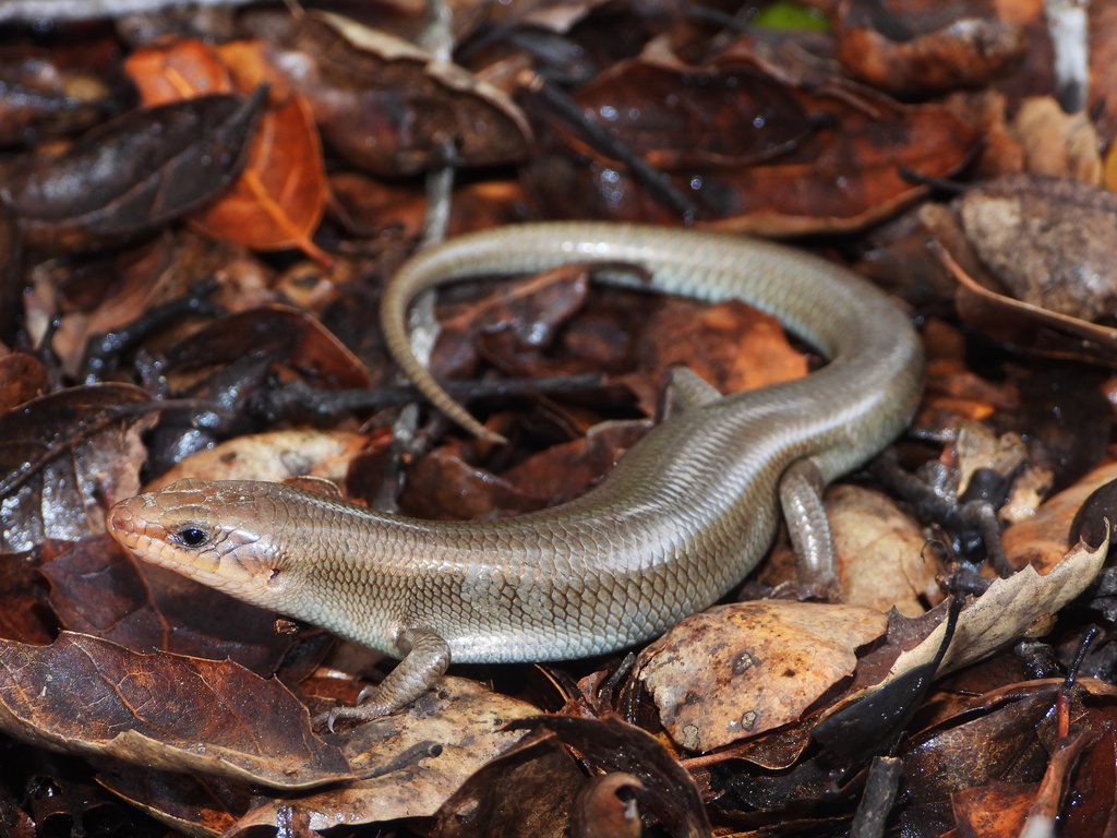 Gilbert's Skink