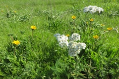 Wyethia angustifolia