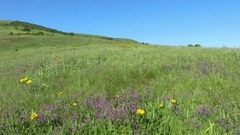 Wyethia angustifolia