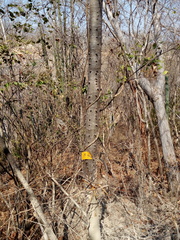 Cnidoscolus megacanthus