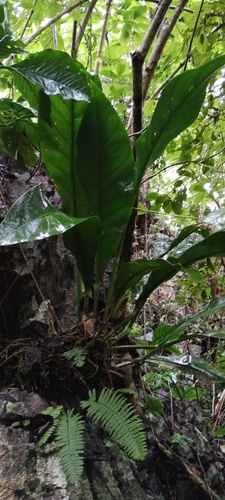 Anthurium schlechtendalii