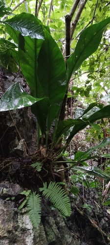 Anthurium schlechtendalii