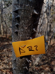 Cnidoscolus megacanthus