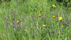 Wyethia angustifolia