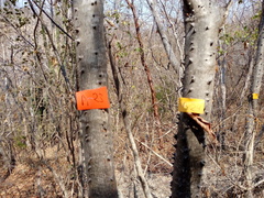 Cnidoscolus megacanthus