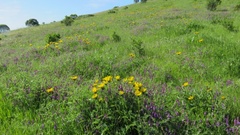 Wyethia angustifolia