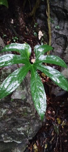 Anthurium pedatoradiatum, photograph 5
