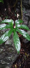 (c) Carlos Domínguez-Rodríguez, some rights reserved (CC BY) Anthurium pedatoradiatum, photograph (c) Carlos Domínguez-Rodríguez, some rights reserved (CC BY)